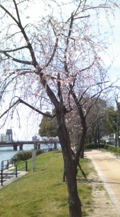 桜さいています。