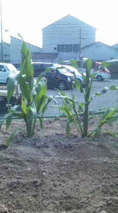 野菜