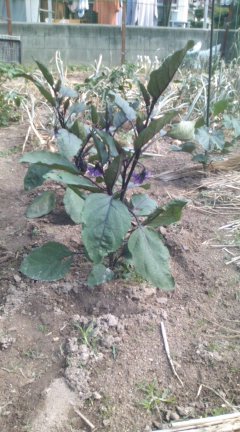 野菜