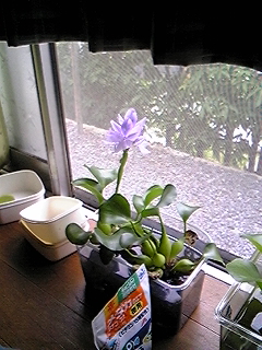ほてい草