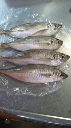 鯵