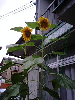 ひまわり