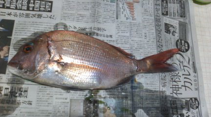 残念 釣れなかった