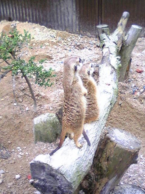 安佐動物園