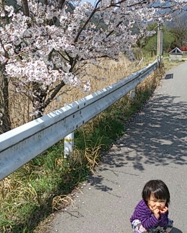 お花見?