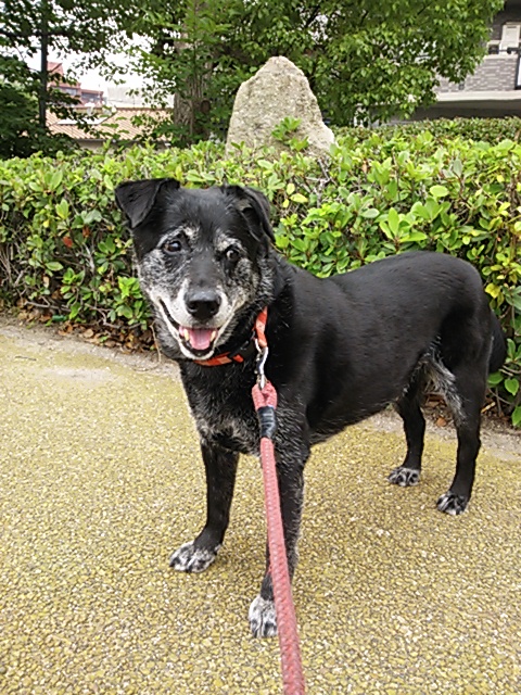 白髪が多くなった風