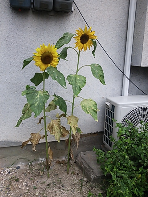 夏ですね