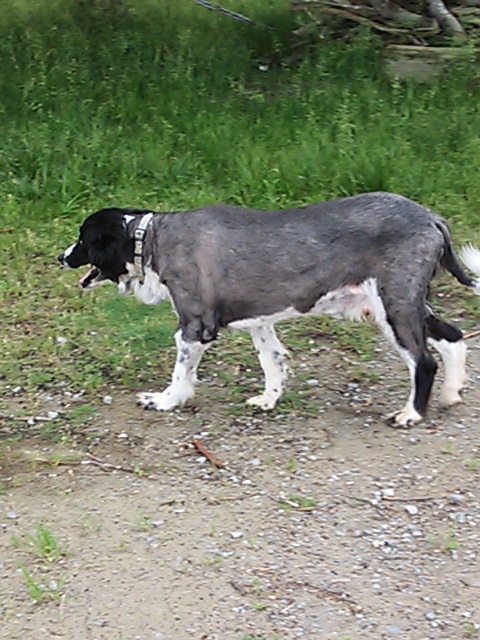 犬も夏バージョン