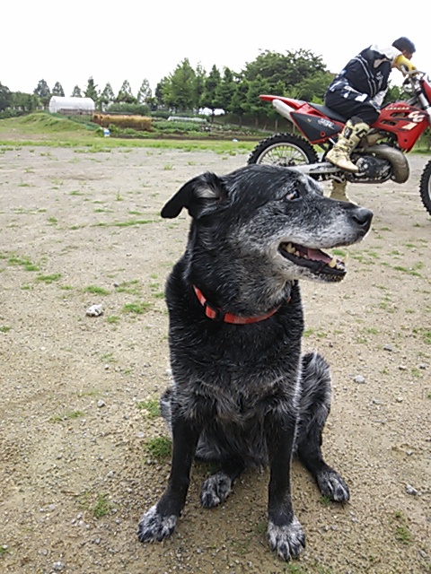 犬も夏バージョン