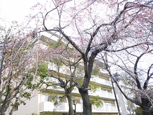 こちらのサクラは開化